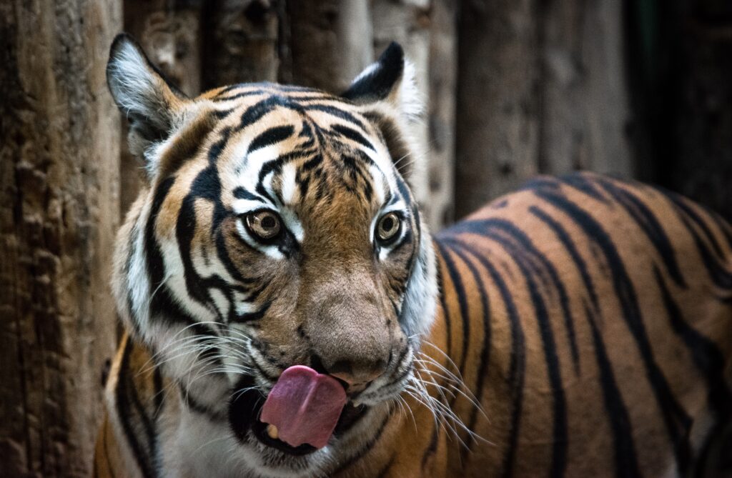 selective focus photograph of tiger