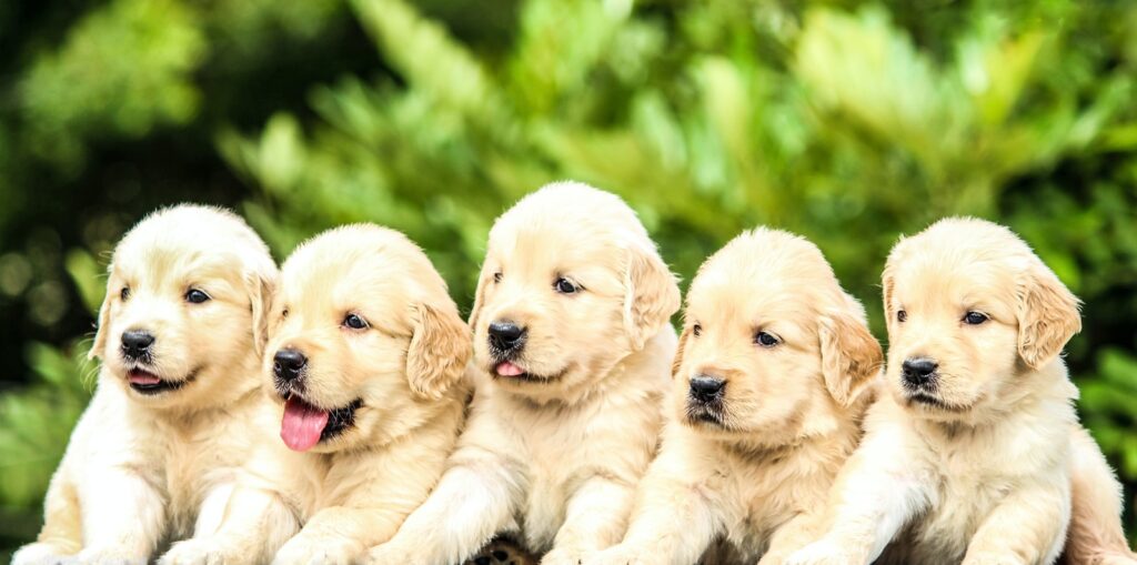 five yellow Labrador retriever puppies
