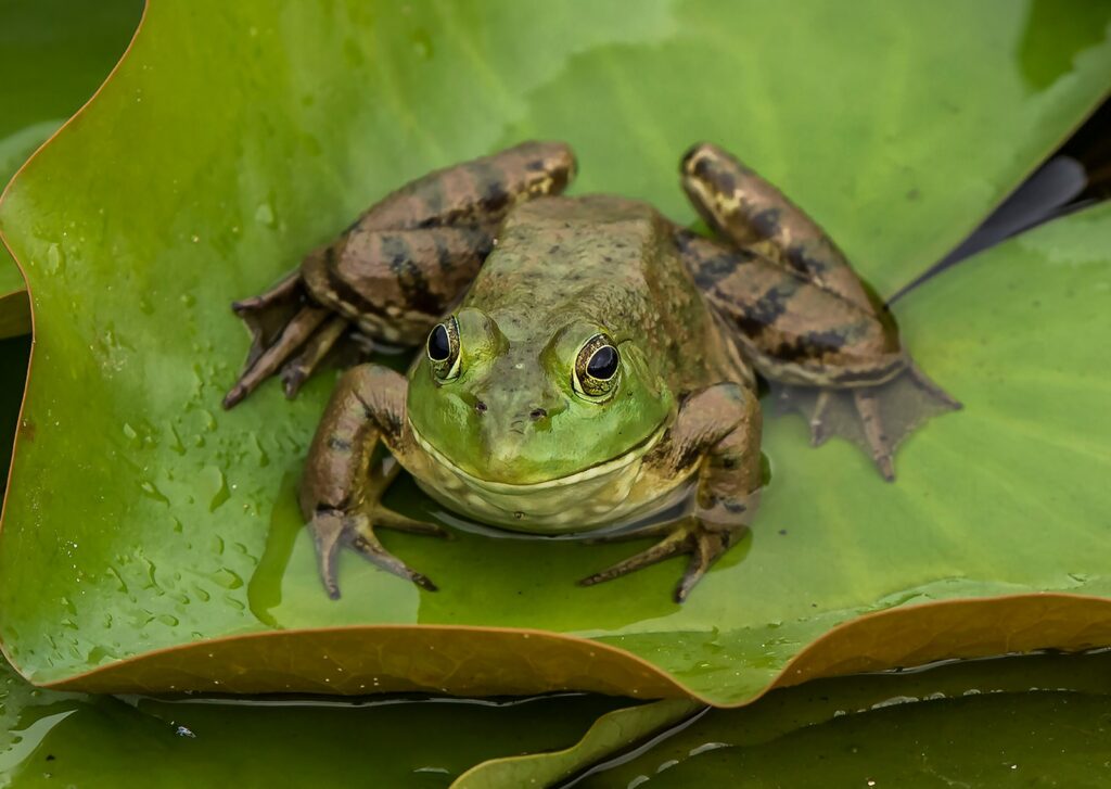 brown and black frog on green leaf