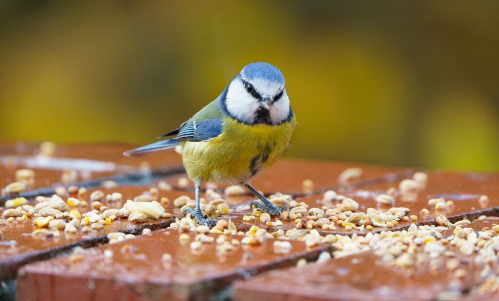 yellow white and blue bird on brown wooden table